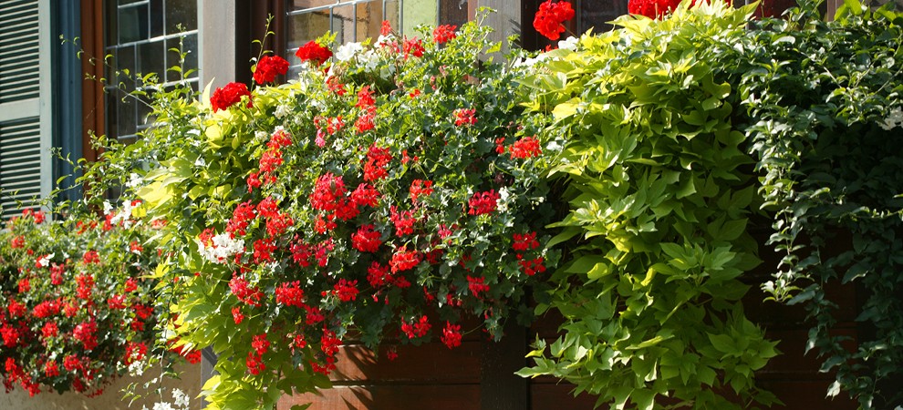 Gasthof-Hotel Krone Wildberg - Blumenfenster